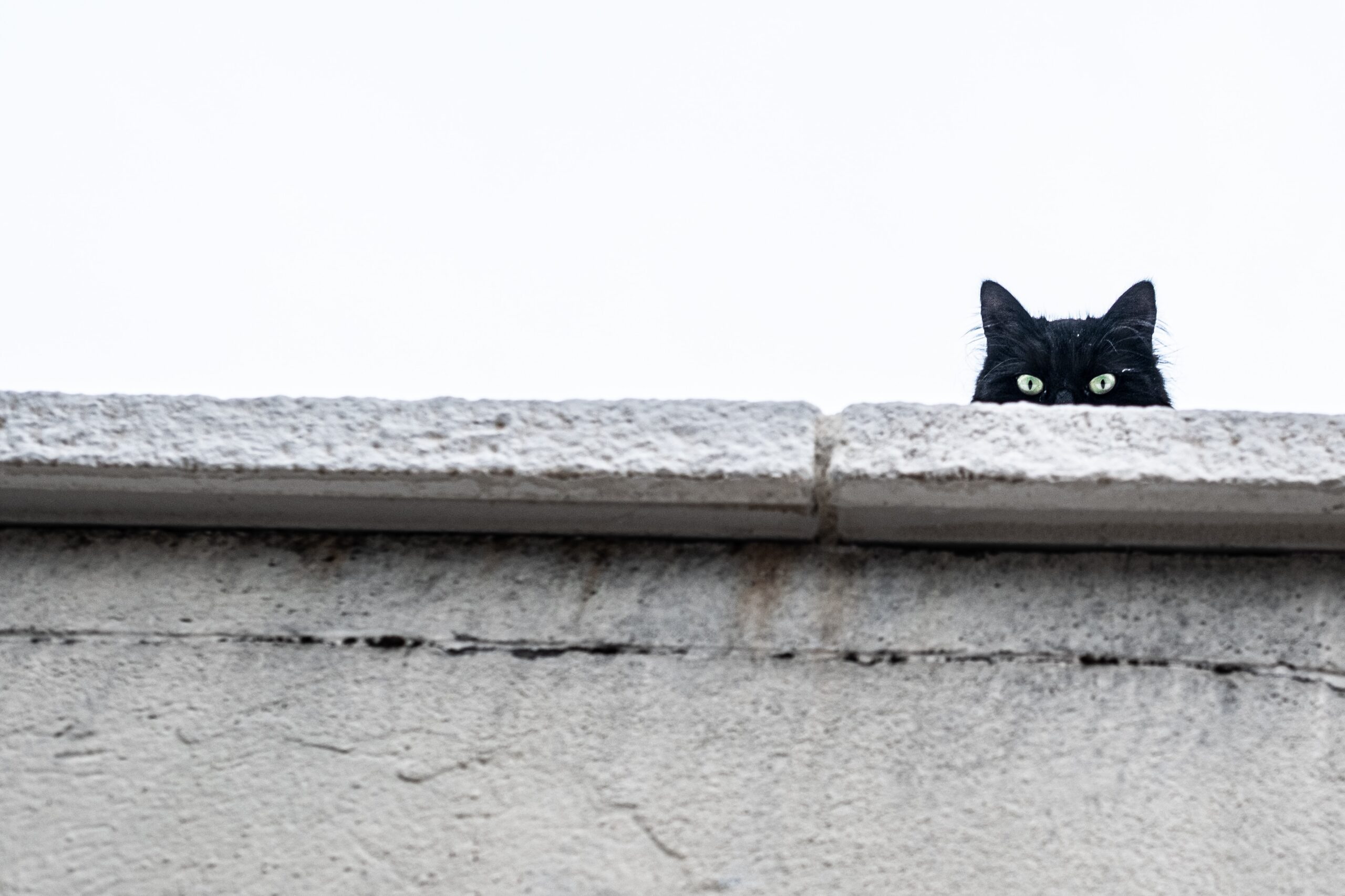 Чёрный кот смотрит из-за забора